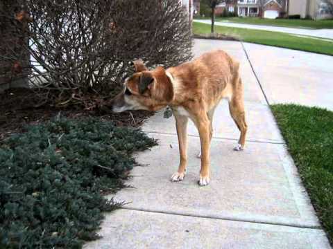 Bryden our dog turned 17 years old today (Jan 1, 2012)
