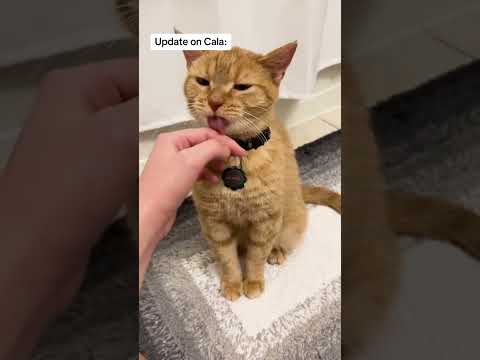 Update on Cala: