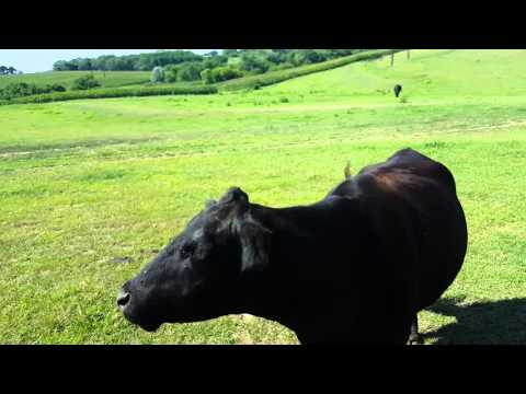 "Come Boss!" Cattle Call