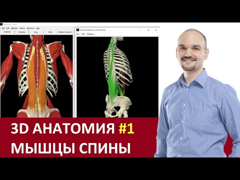 3D анатомия мышц спины - эфир с Дмитрием Семёновым