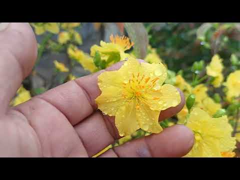 2/2 Gl cây lùm 1 cốt giảo bông 5 cánh rin giá 800k ae hợp nhãn lh 0399023488