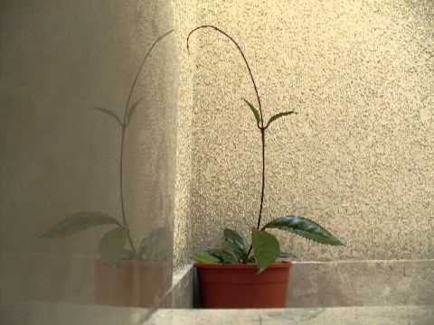 Crescita di una pianta in 67 giorni - Cuanto crece una planta en 67 días.avi