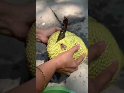 Satisfying Fresh Jackfruit Cutting Skills 😲 #shorts