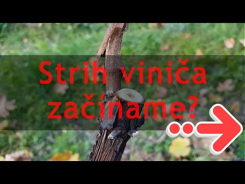 , title : 'Strih viniča: začíname?'