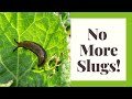 Natural Ways To Get Rid Of Slugs In Your Garden