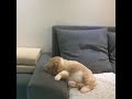 When your cat crashes his bicycle in his dream funny - Farrukh Iftikhar When your cat crashes his bicycle in his dream funny