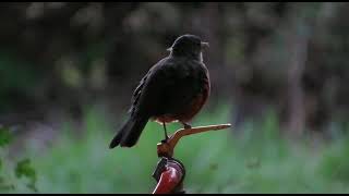 [Palavras Franciscanas]