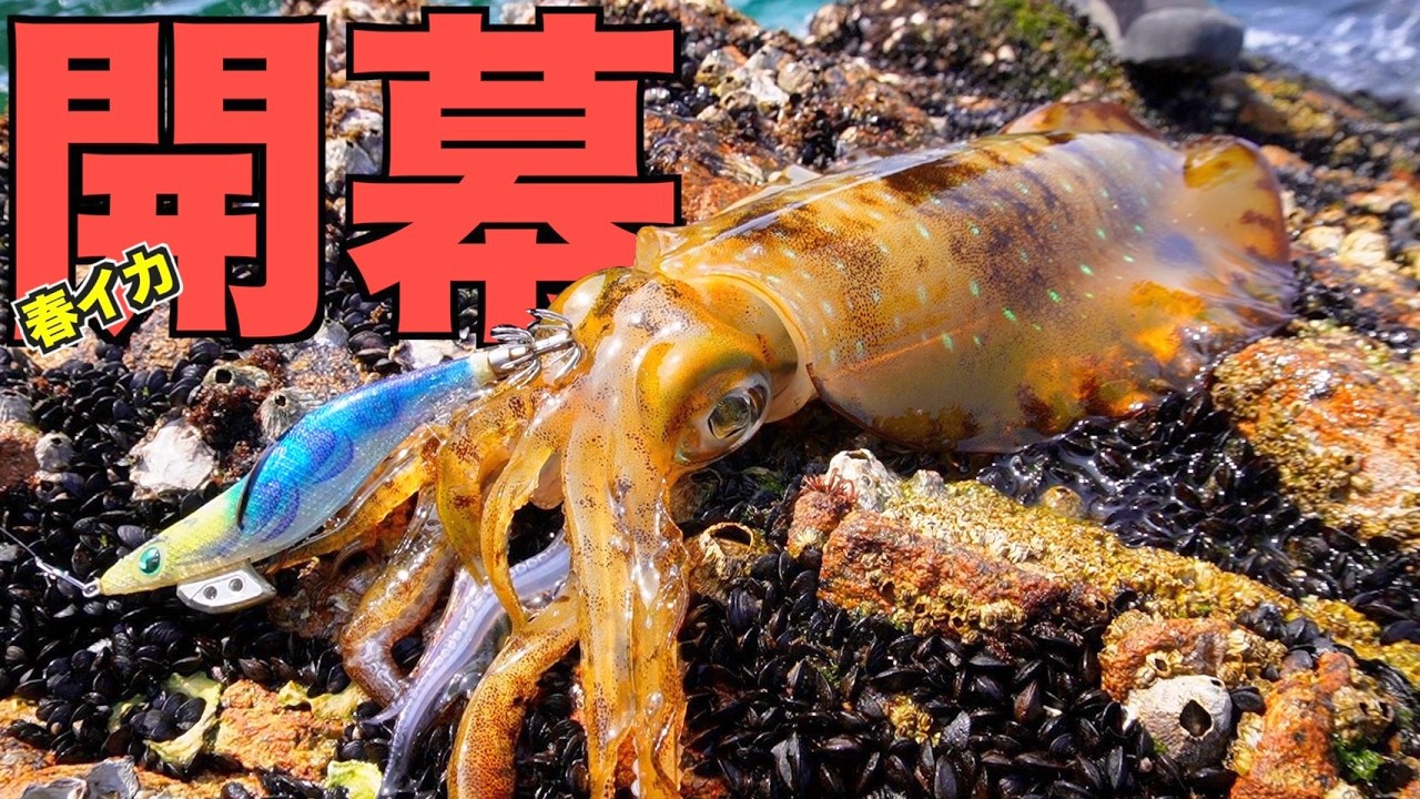 春のデカイカをエギ王で攻略！IN天草