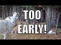 Emergency Rescue, Not Good! Australian Sheep Farm Vlog