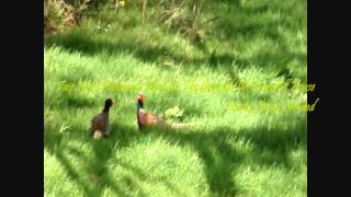 preview picture of video 'Two Male Pheasants Meet In Mac Síurtáin's Country ( 0:51 )'