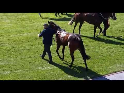 Belmont Park, 1/06/2016 - Race 1 - HIGH CONVICTION - Kyle Nowland & Paul Harvey
