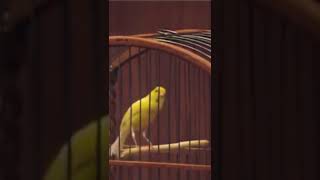 Download lagu burung kenari menirukan suara seruling mp3