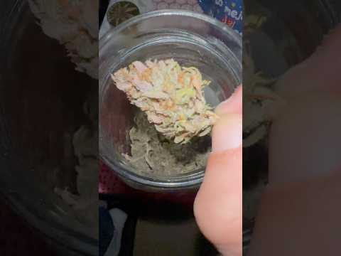 LSD-25 Auto 💜 1 Week of Curing | Stunning Purple Colors 🥰 #harvest #garden