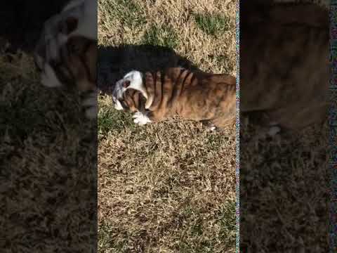 Gabby 9 weeks old running in the yard