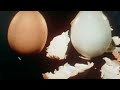 Sesame Street An Opening Egg