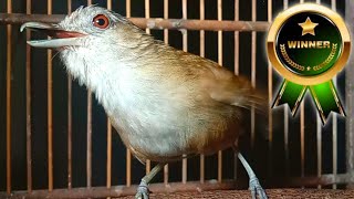 Download lagu nyiul merdu pelanduk semak mantapnya masteran lomba cetak burung suara berkualitas. mp3 Download lagu nyiul merdu pelanduk semak mantapnya masteran lomba cetak burung suara berkualitas. mp3