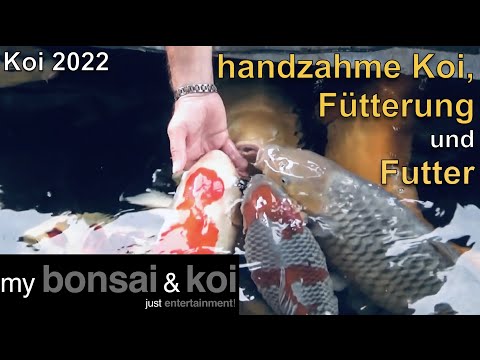 Koi 2022-2 - about tame koi, feeding and food