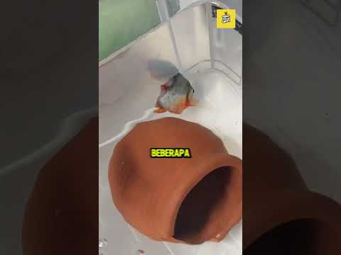 BERJUANG UNTUK HIDUP!