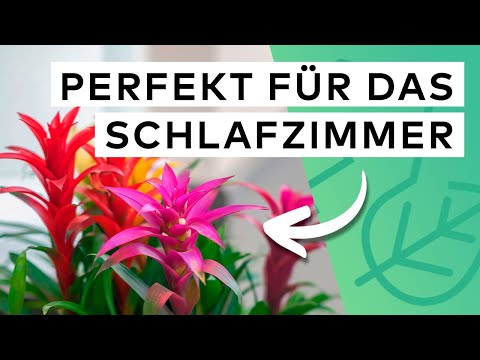 15 Pflanzen für dein Schlafzimmer 🛏️💤