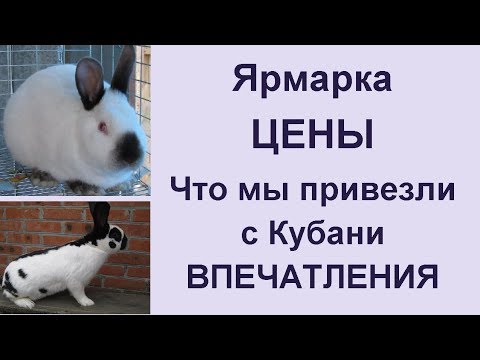 Рынок ярмарка в Кропоткине 2019 Ассортимент птиц и животных, цены и наши впечатления
