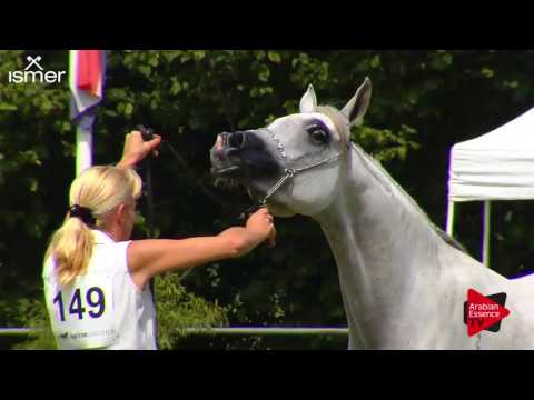 N.149 DIXIE ISA - Ströhen 2017 Int B-Show - 4.6 Years Old Mares (Class I)