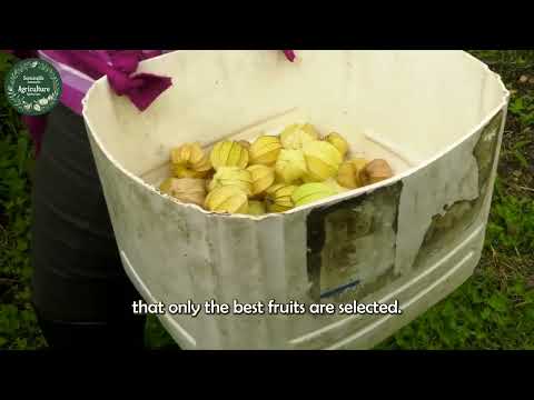 Farmers Collect and Pack Golden Berries in This Way at the Processing Facility | Farming Documentary