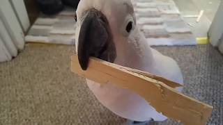 Max Explaining Why He Made A Mess