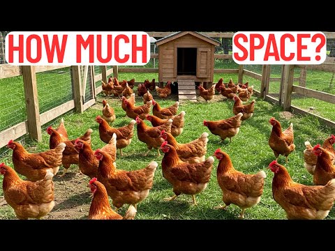 Chicken Space Explained: How Much Space Your Hens Really Need
