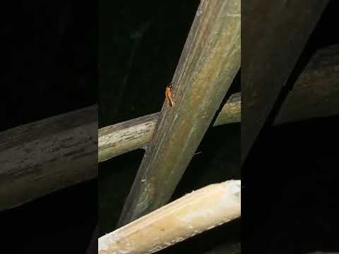 🌛জোনাকী পৰুৱা 🙋অসম     #viral #shorts #animals #junakiporuwa