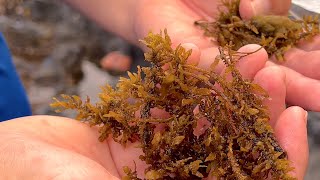 Limu Love—Samoan Ulutala Subtitles - VOS9-7
