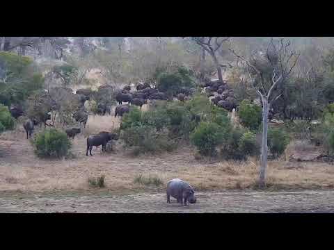 Djuma: Hippo trying to keep Buffalo herd from 'his dam' -  10:20 - 08/05/20