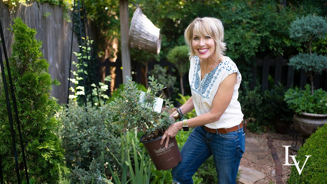 Tour: Mediterranean Plants with Blue-Gray Foliage 🌿🌱🌿 Great For Late Summer Gardens