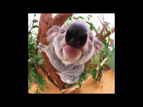 Oliver Heldens vs Swedish House Mafia - Leave the Koala Behind (B.O. Mashup)