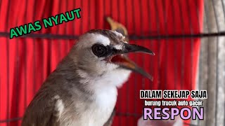 Download lagu KICAU trucukan gacor ROPEL NGALAS PANJANG AMPUH, buat PANCINGAN AGAR burung trucuk gacor ROPEL MEWAH mp3