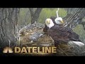 A Postcard from the Field: The Decorah Eagles | Dateline NBC