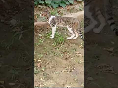 #music #song #newsong #cat #bolywoodmusic #newmusicrelease #bollymusic #love