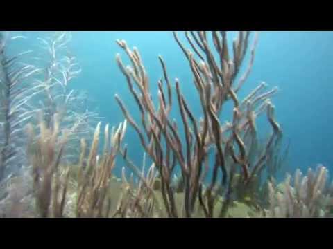 Diving in Saint Vincent - Richmond Beach 2015