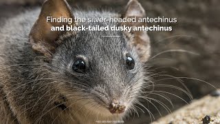 Finding the silver-headed and the black-tailed dusky antechinus