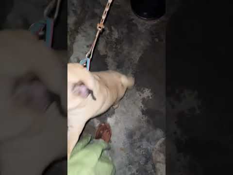 Meeting after a long time #pug #doglover #dog #rockey #kulbirkahlon #shorts #short