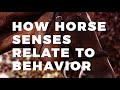 The Secret Behind Horse Senses