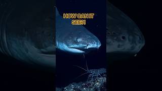 Download lagu 🦈 THIS SHARK HUNTS WHERE THERE'S ALMOST NO LIGHT! 😱 mp3