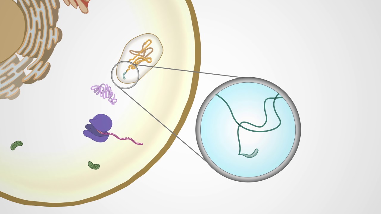 R&D Systems: Types of Biotinylated Proteins