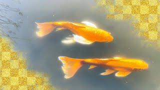 皇居東御苑 ヒレナガニシキゴイ Varicolored Carp with Long Fin in the East Gardens of the Imperial Palace, Japan