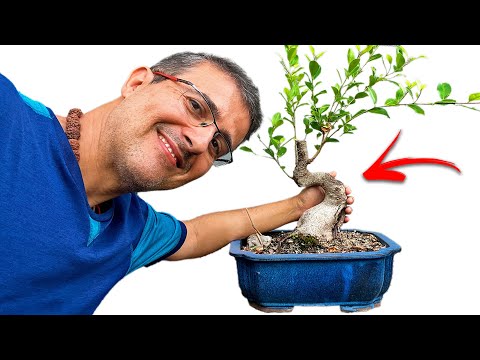 Trunk Line in Bonsai - How to Train It the Right Way???