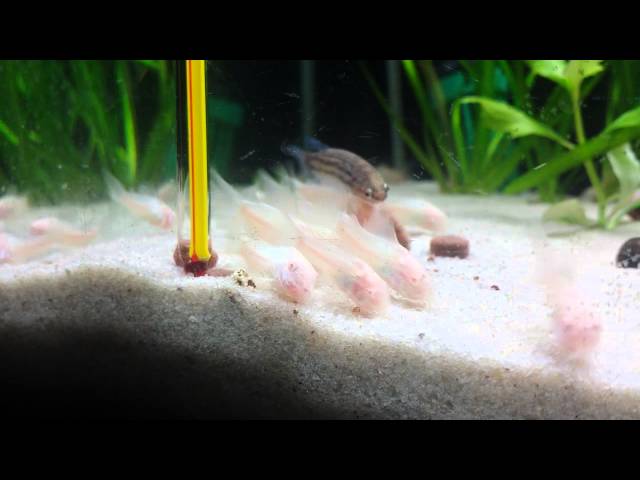 Alimentando corydoras