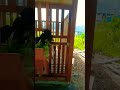 Kandang Kambing Kelas Bintang Lima Short Kandang Kambing Dermaga Trenggalek Myjourney Fyi