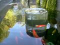 Smart Goldfish