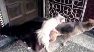 Threesome Dog Sex - Clinton (The lucky dog), Simba(RIP) & Rexxy (The unlucky Dog).3gp