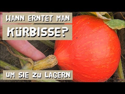 , title : 'Erntereife von Kürbissen erkennen? Der richtige Erntezeitpunkt für eine lange Lagerung'