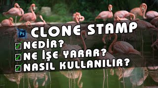 Photoshop Clone Stamp Tool Klonlama Damga Aracı Nedir? Ne İşe Yarar? Nasıl Kullanılır? 23. Ders